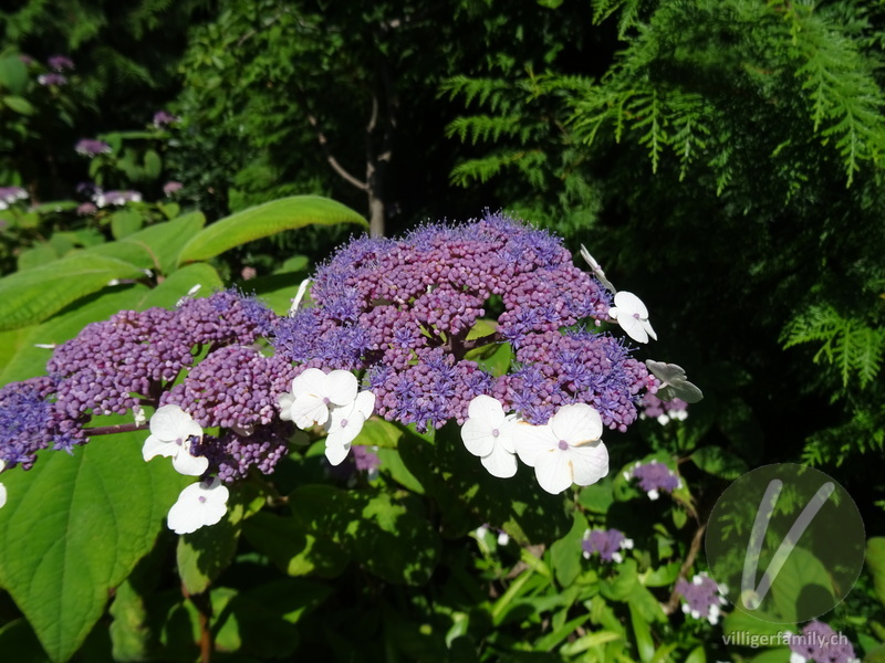 Raue Hortensie: Übersicht